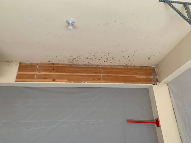 Best Comprehensive Air Testing for Mold Contaminants  in Whispering Pines, NC